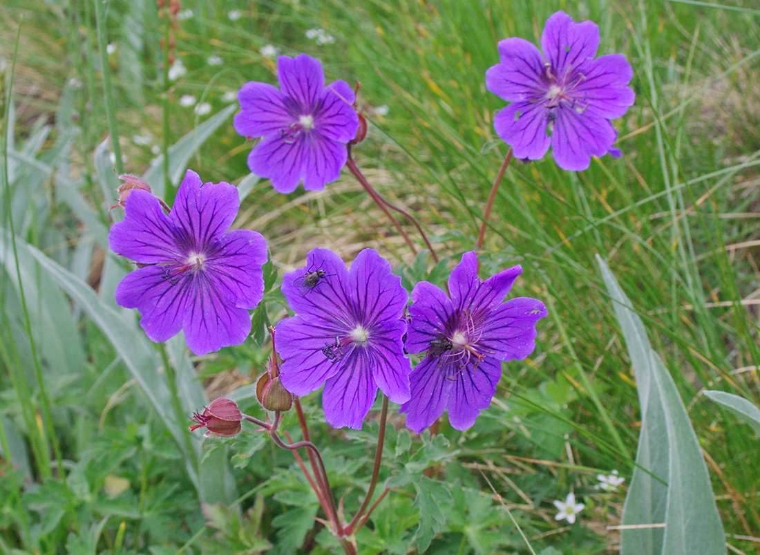 Изображение особи Geranium gymnocaulon.