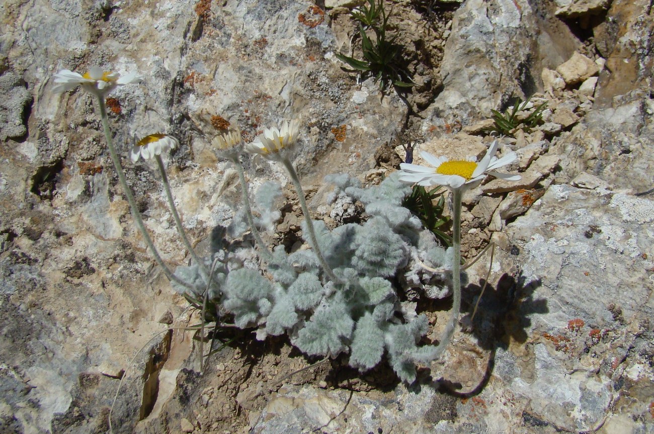 Image of Richteria sovetkinae specimen.