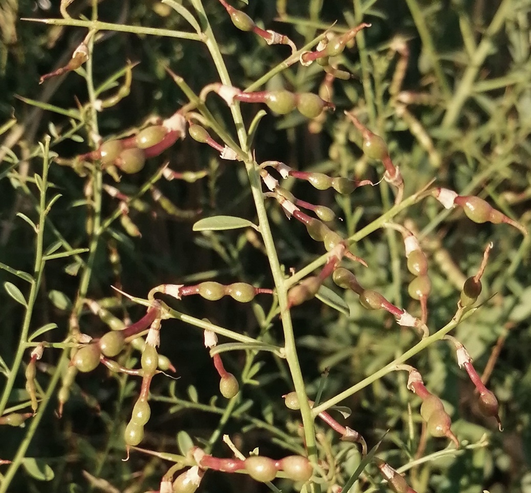 Image of genus Alhagi specimen.