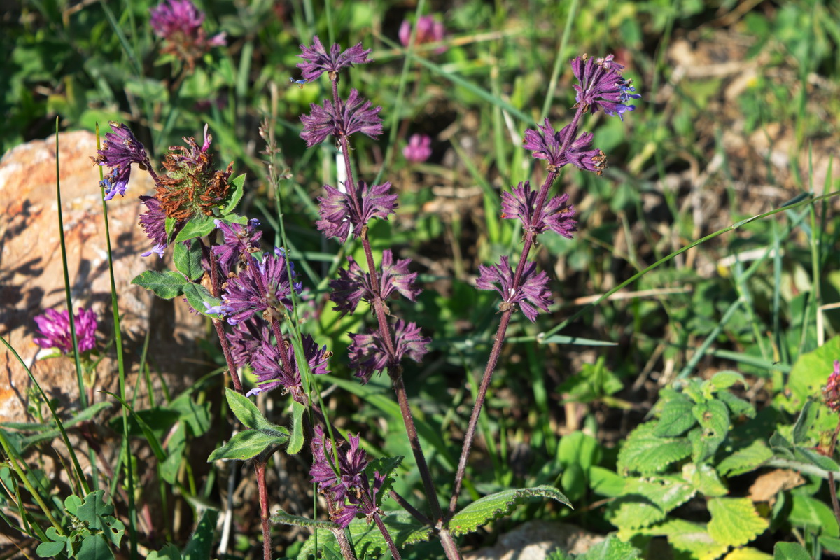 Изображение особи Salvia verticillata.