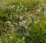 род Salix