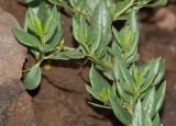 Talinum caffrum