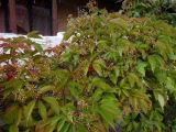 Parthenocissus inserta