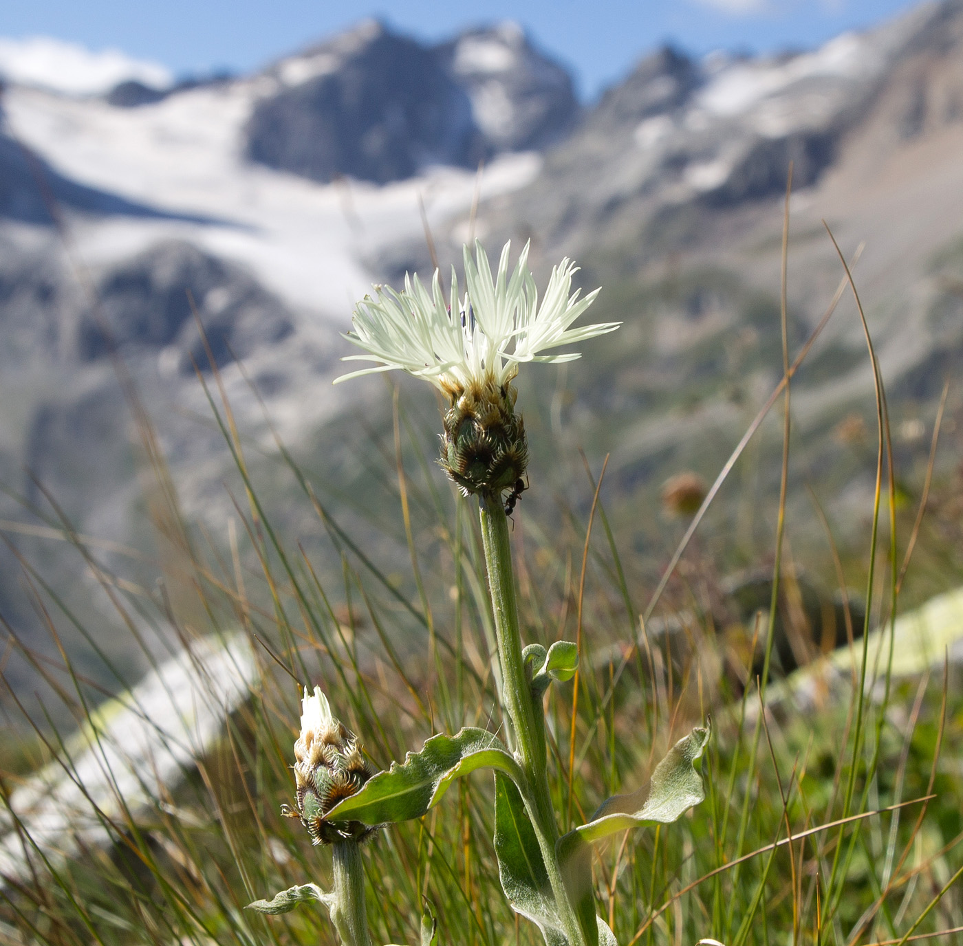 Image of Centaurea cheiranthifolia specimen.