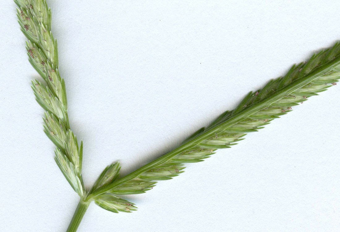 Image of Eleusine indica specimen.