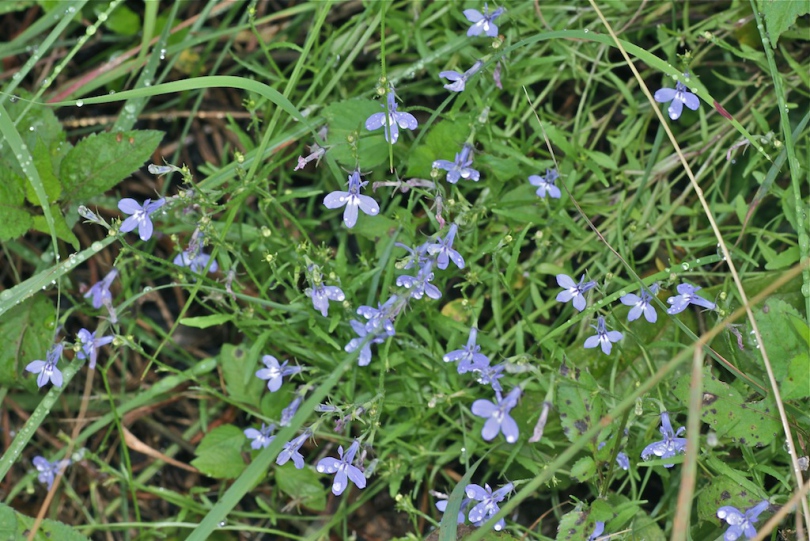 Изображение особи Lobelia flaccida.