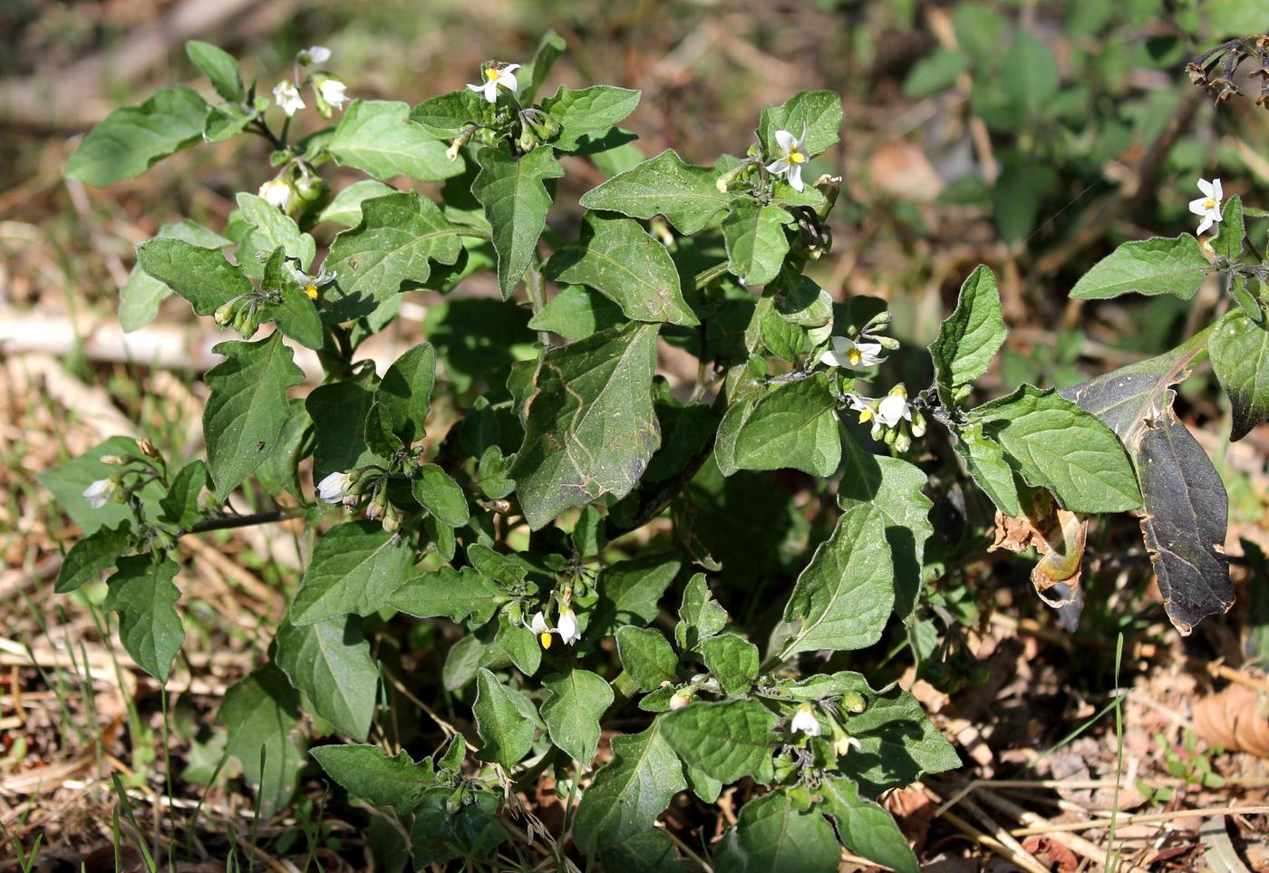 Изображение особи Solanum nigrum.