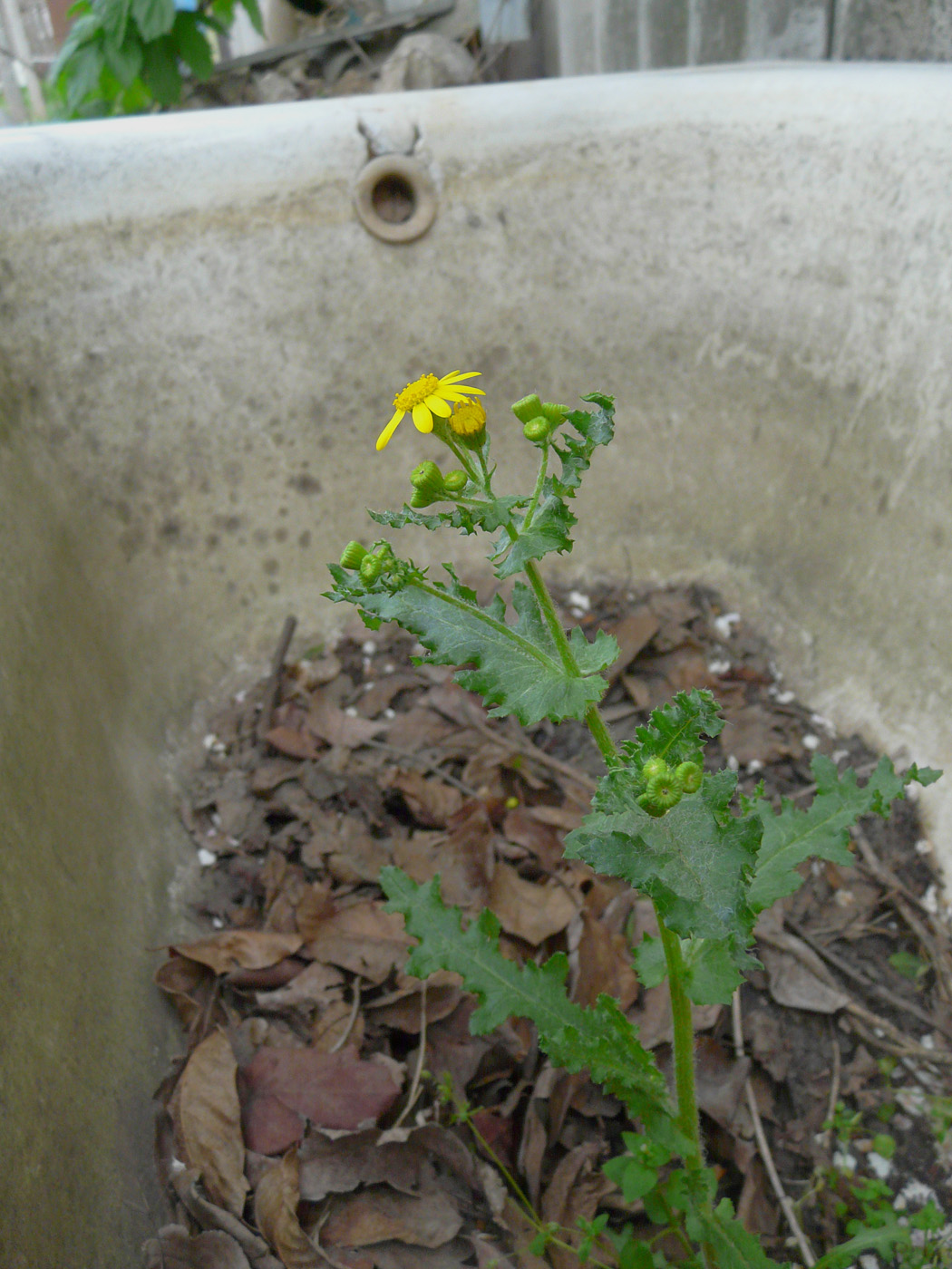 Изображение особи Senecio vernalis.