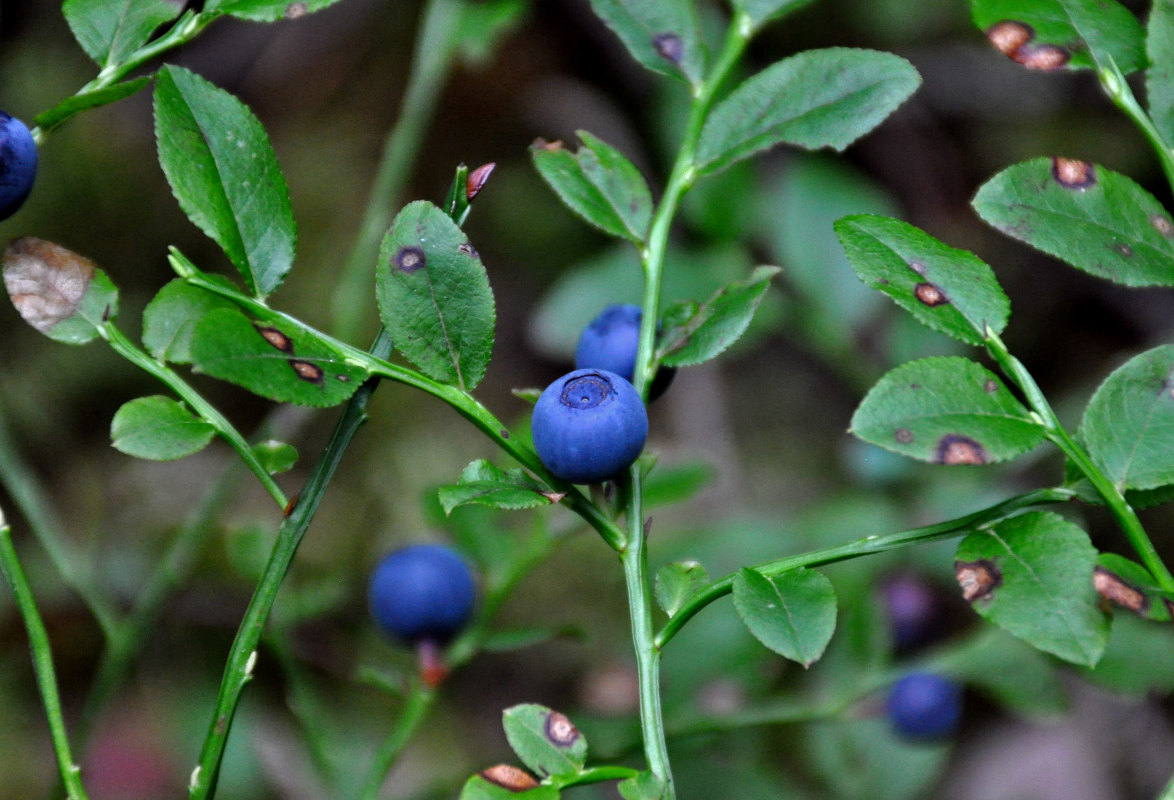 Image of Vaccinium myrtillus specimen.