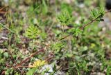 Potentilla tobolensis. Нижняя часть побега. Приморский край, г. Владивосток, окр. ж.-д. пл. \"Садгород\", возле ж.-д. полотна. 12.06.2020.