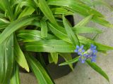 genus Gentiana