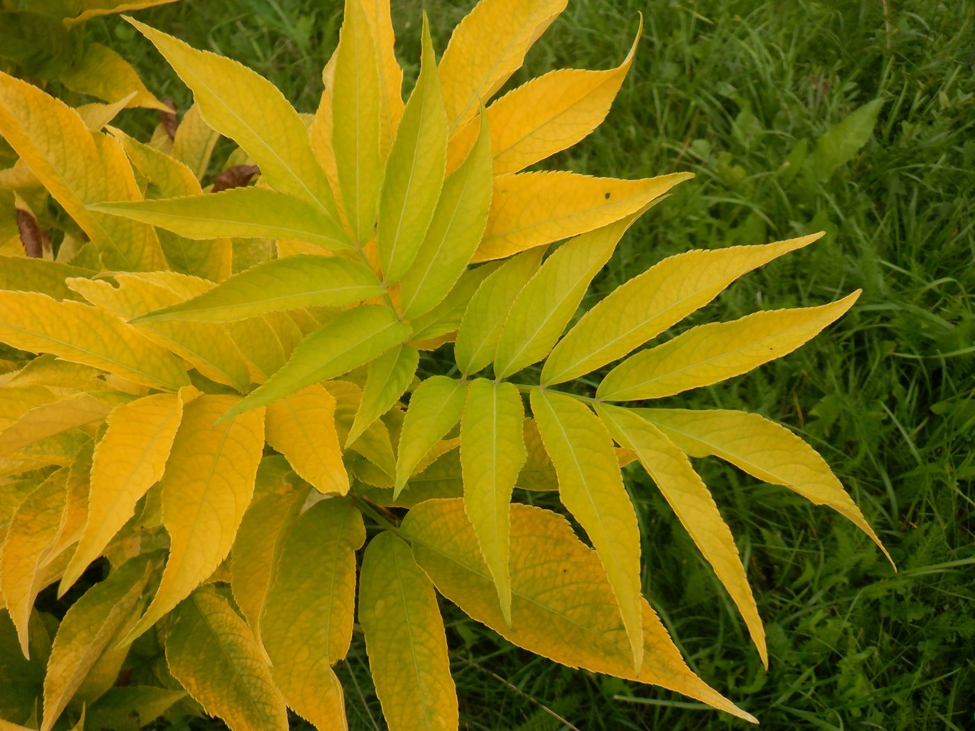 Изображение особи Sambucus nigra.