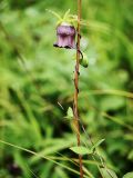 Codonopsis ussuriensis. Побег с бутоном и цветком. Приморский край, Ольгинский р-н, 6 км Ю-В с. Милоградово, бух. Красная Скала. 12.08.2009.