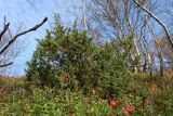 Juniperus niemannii. Взрослое растение. Мурманская обл., Кольский р-н, долина р. Титовка ниже автодороги А138 Мурманск — Печенга, окр. Мельничных водопадов, бровка долины, кустарничковый березняк. 23.09.2020.