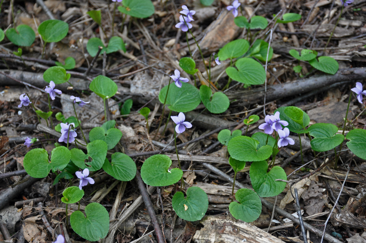 Изображение особи Viola palustris.