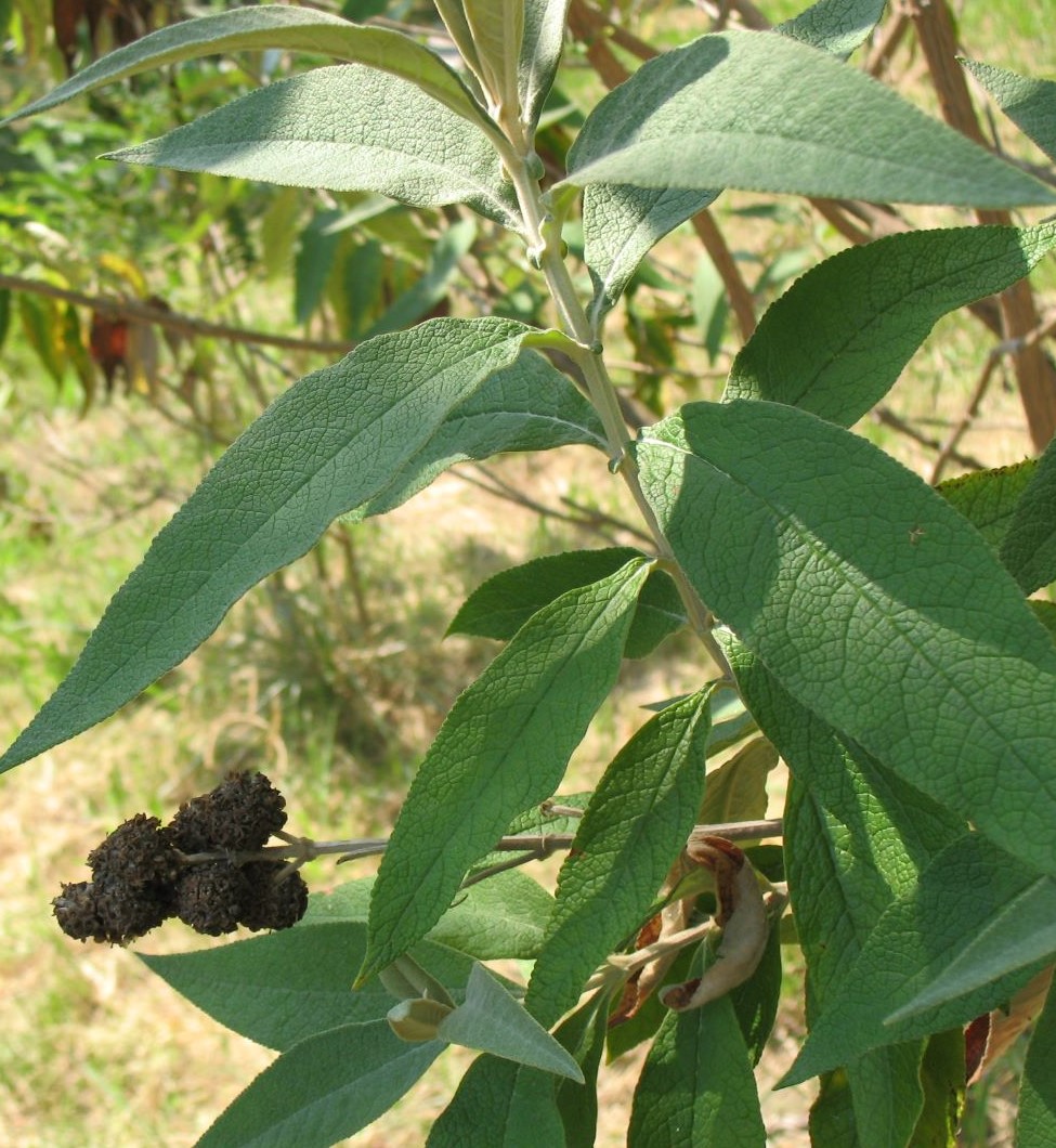 Image of Buddleja globosa specimen.