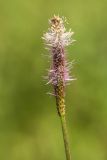 Plantago urvillei