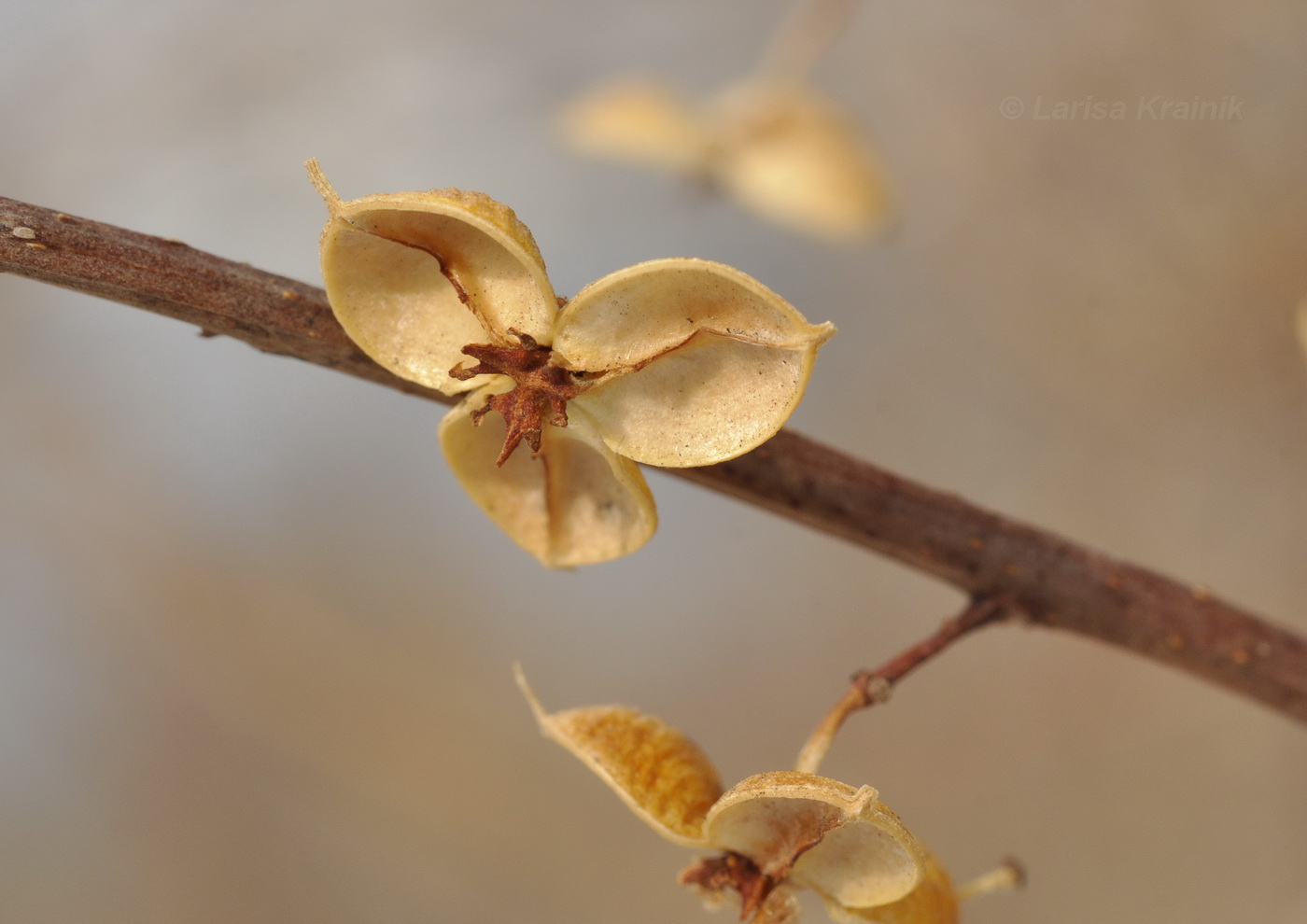 Изображение особи Celastrus orbiculata.