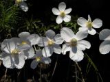 Anemone ochotensis. Цветки. Красноярский край, Эвенкийский р-н, Государственный природный заповедник \"Тунгусский\", пр. берег р. Подкаменная Тунгуска, каменистый участок. 20.06.2014.