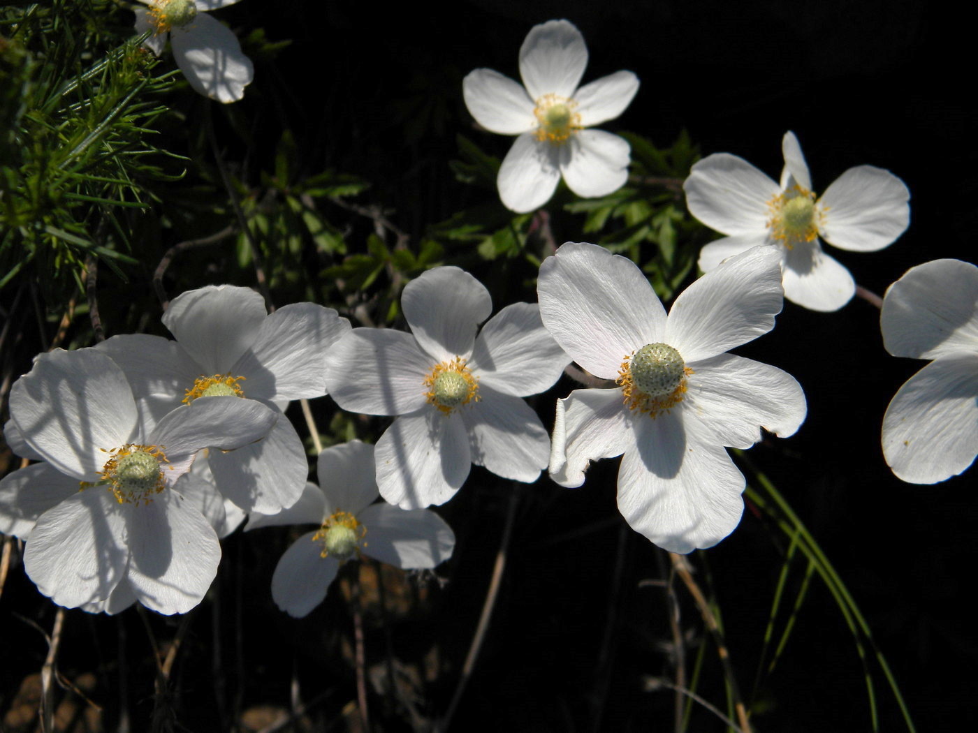 Image of Anemone ochotensis specimen.