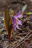 Erythronium sibiricum