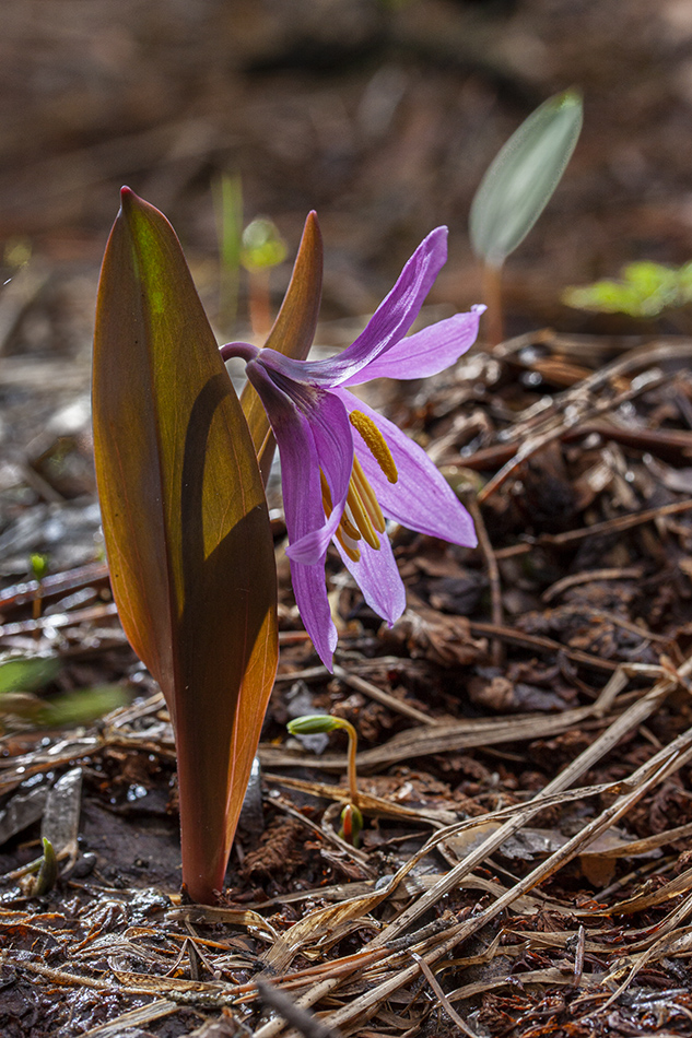 Image of Erythronium sibiricum specimen.