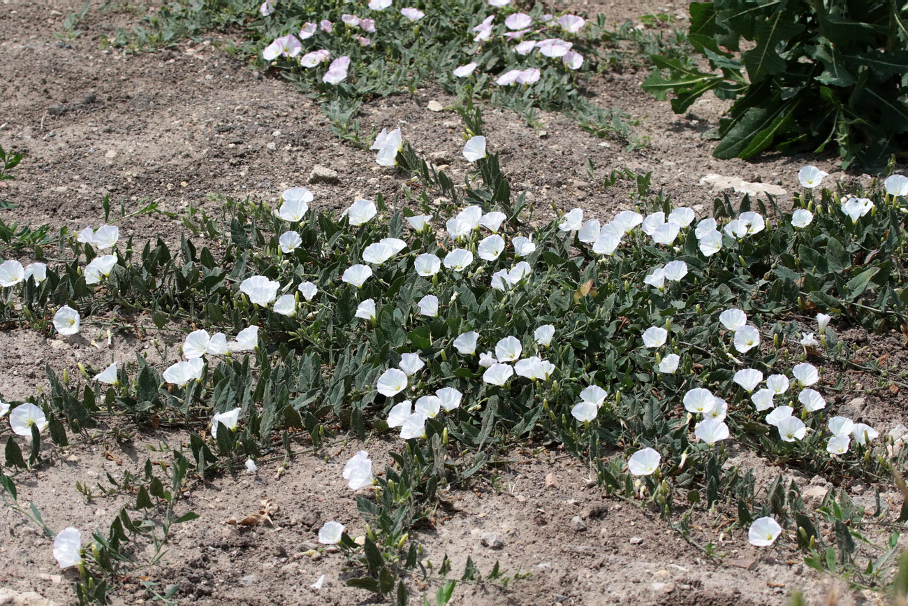 Изображение особи Convolvulus arvensis.