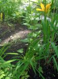 род Hemerocallis