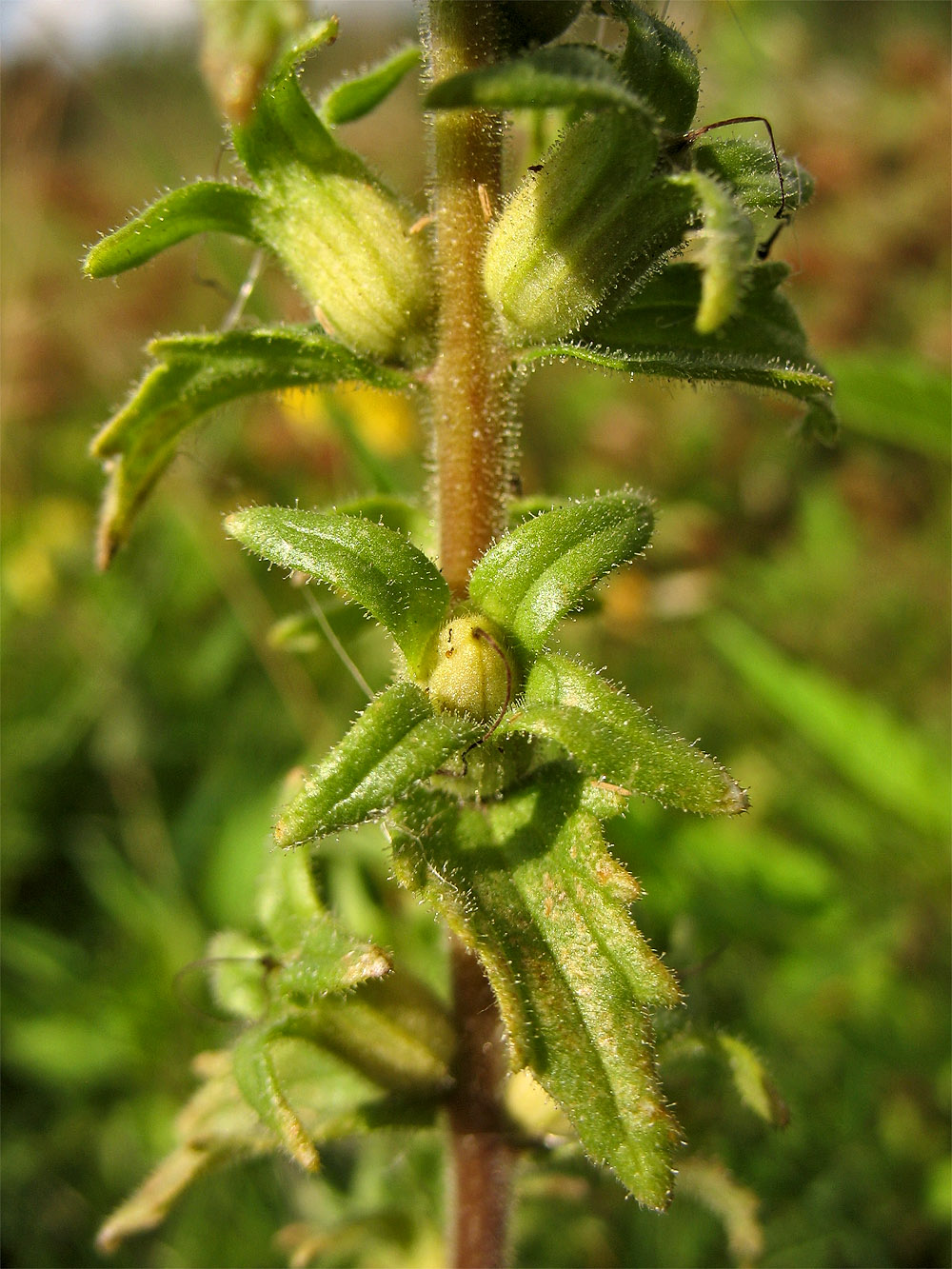 Image of Parentucellia viscosa specimen.