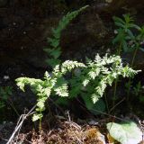 Cystopteris fragilis