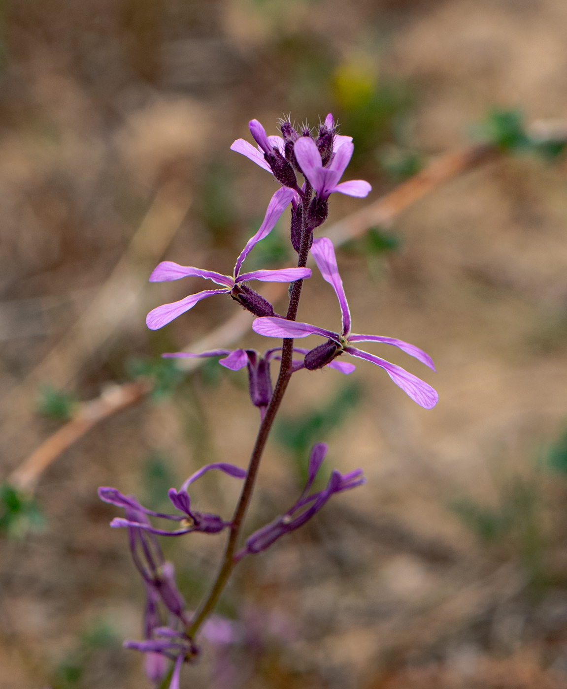 Image of Strigosella grandiflora specimen.