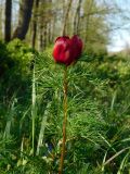 Paeonia tenuifolia. Верхушка цветущего растения. Ростовская обл., Азовский р-н, Александровский лес, обочина лесной дороги со стороны дубравы. 03.05.2021.