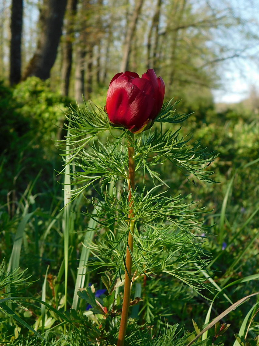 Изображение особи Paeonia tenuifolia.