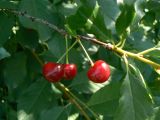 Cerasus fruticosa. Часть ветви с плодами (одичавшее растение). Хабаровск, Ульяновская 60. 15.07.2013.