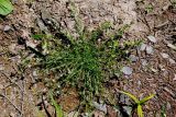 Spergularia rubra