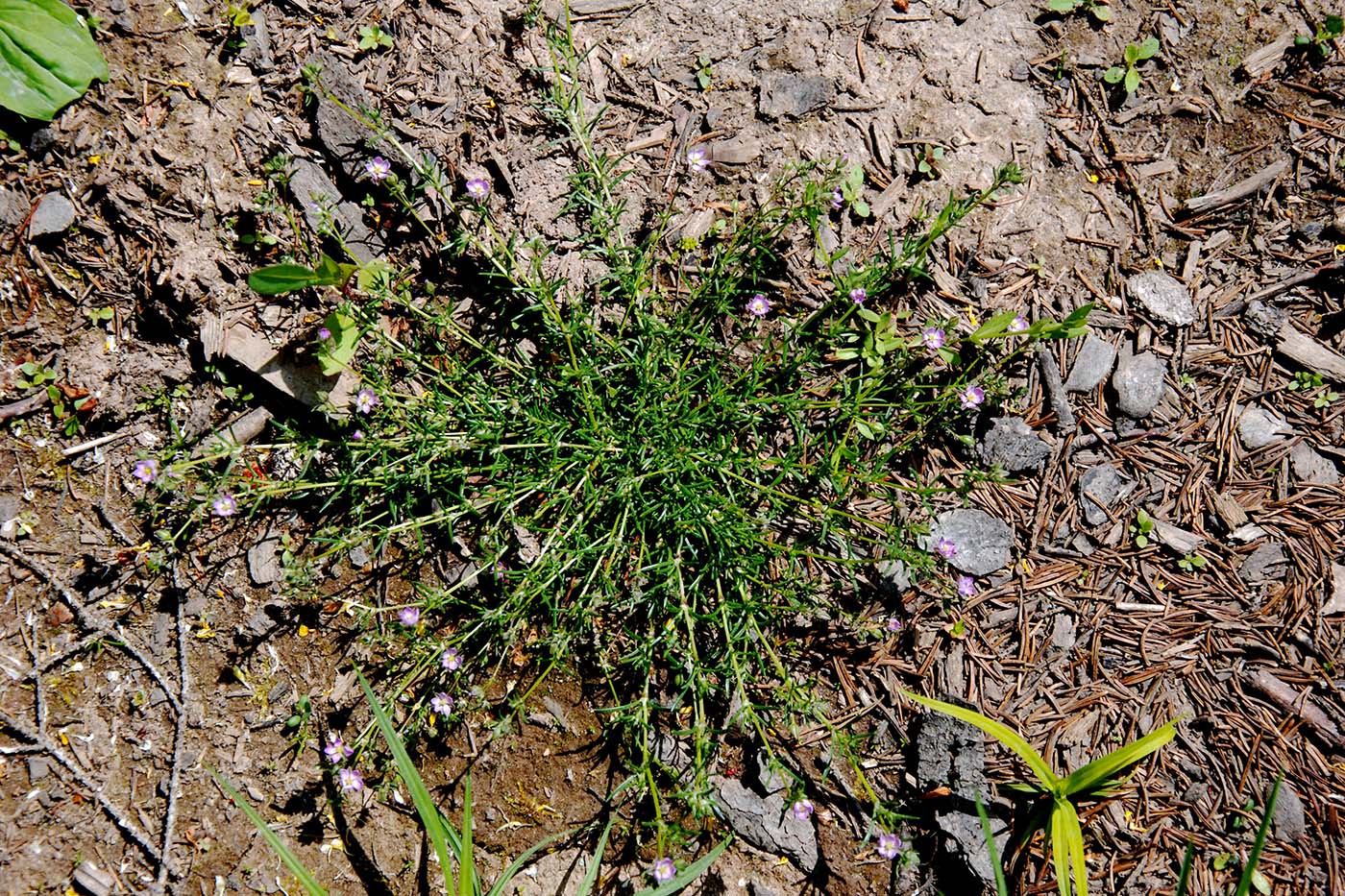 Image of Spergularia rubra specimen.