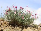 Hedysarum tauricum. Цветущее растение. Крым, окр. Феодосии, Лисья бухта, кромка канавы с сухим руслом ручья. 4 июня 2021 г.