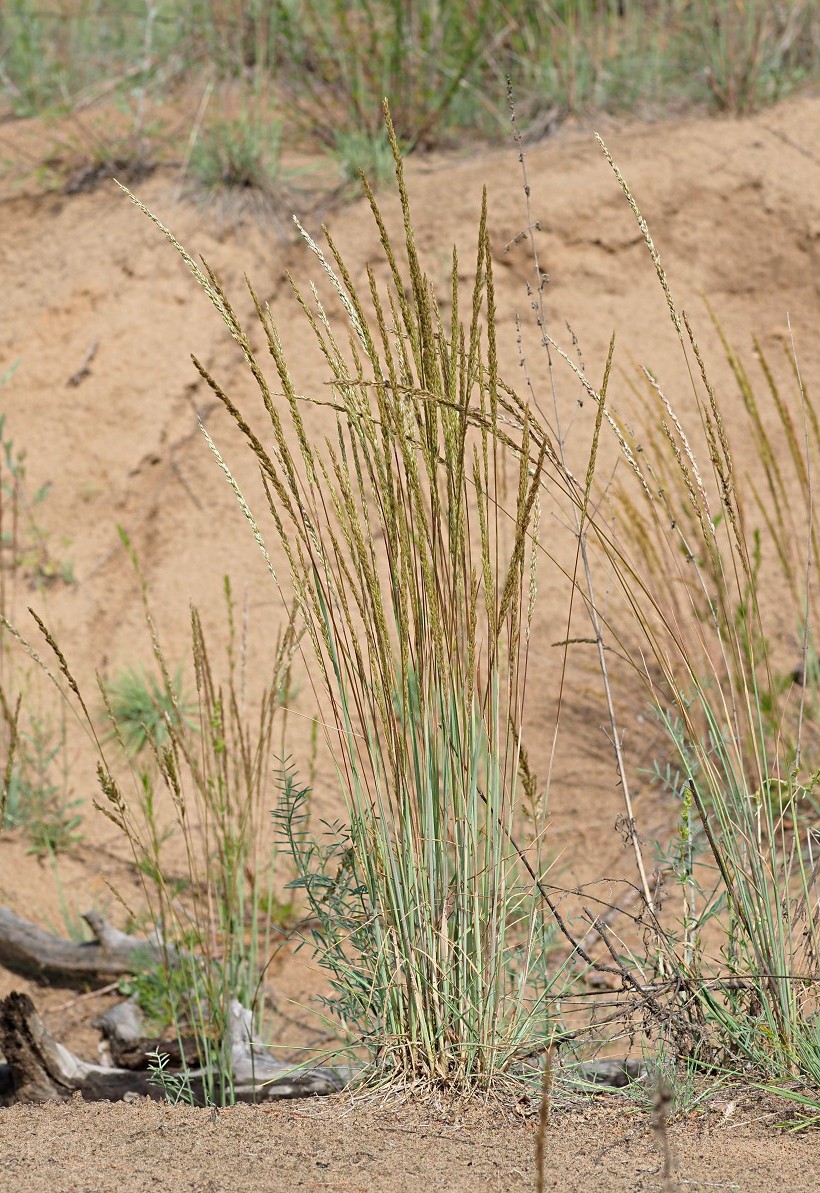 Изображение особи Koeleria glauca.