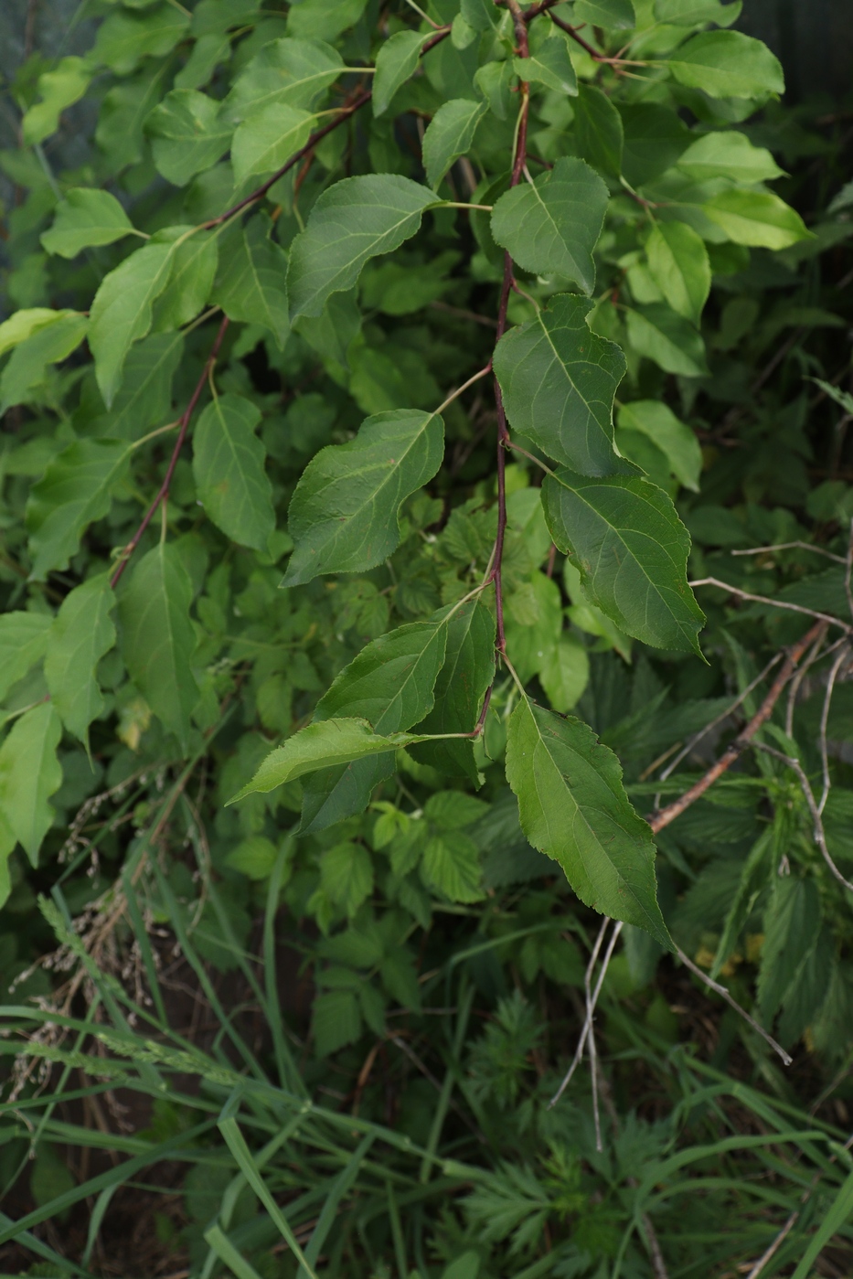 Image of genus Malus specimen.