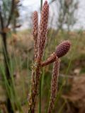 genus Pinus