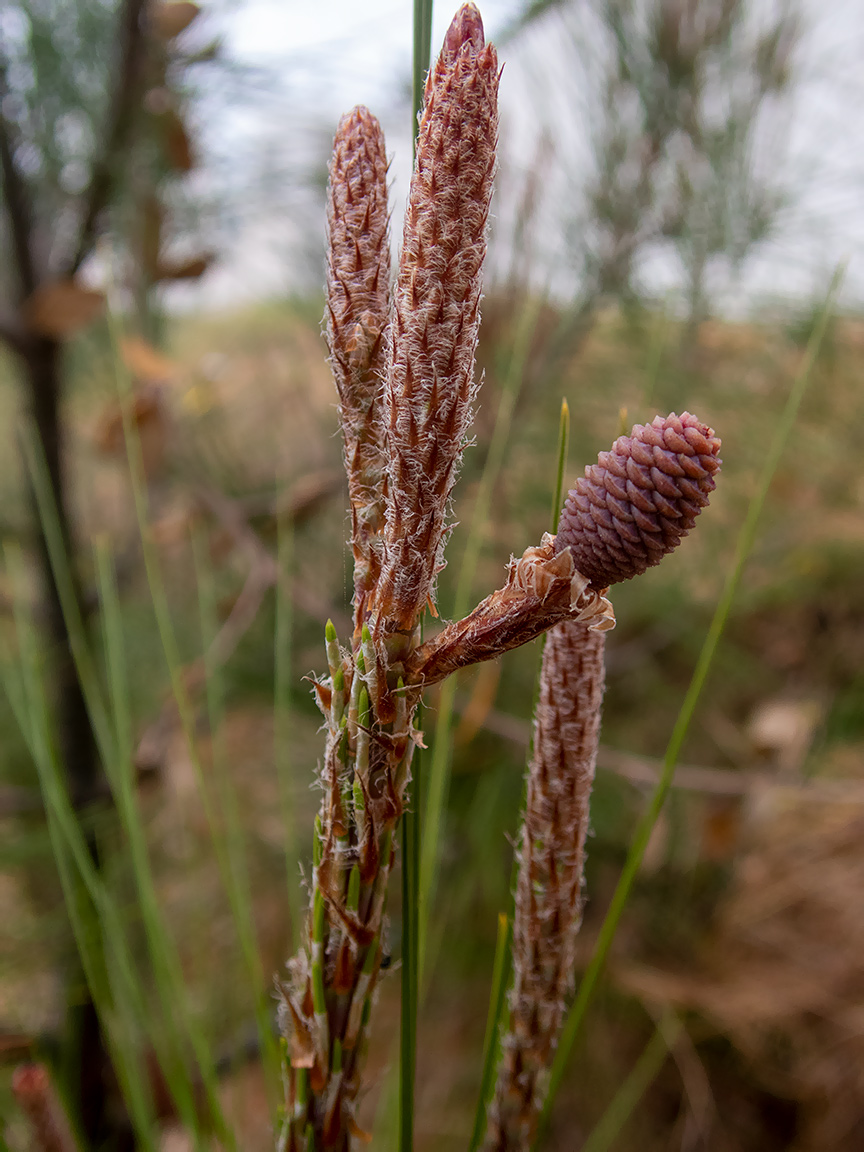 Image of genus Pinus specimen.