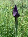 Iris ensata