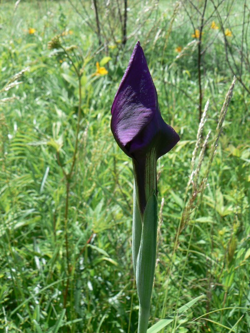 Image of Iris ensata specimen.