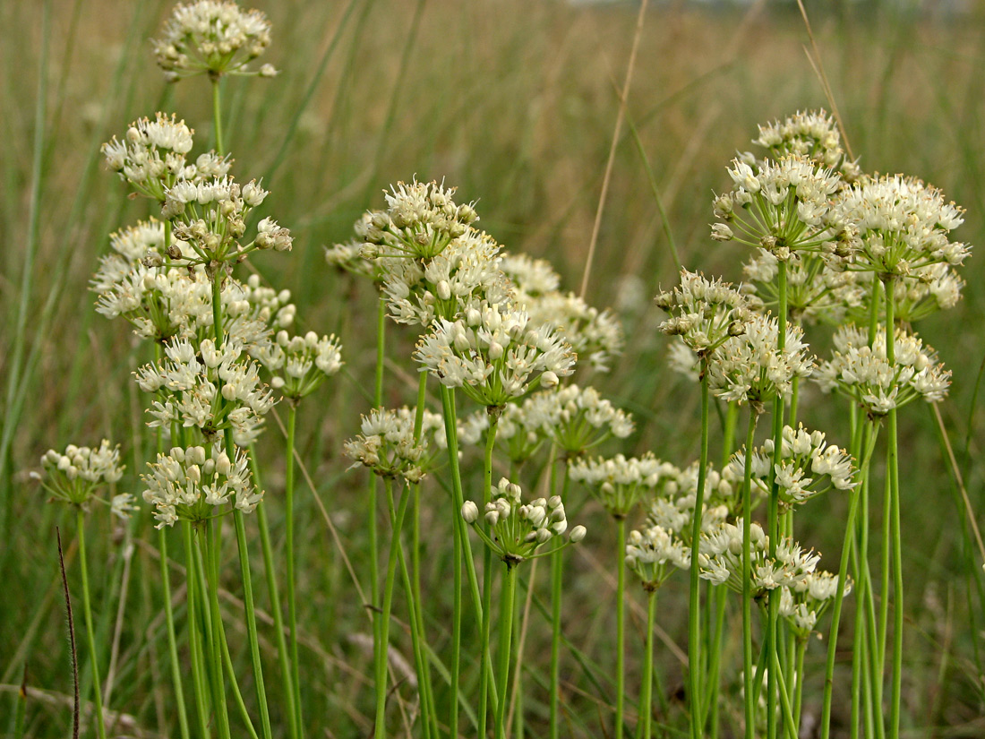 Image of Allium flavescens specimen.