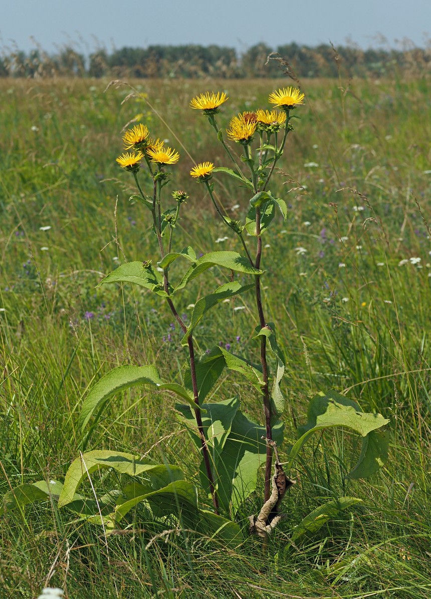 Изображение особи Inula helenium.