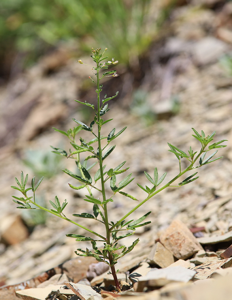 Image of Cleome circassica specimen.