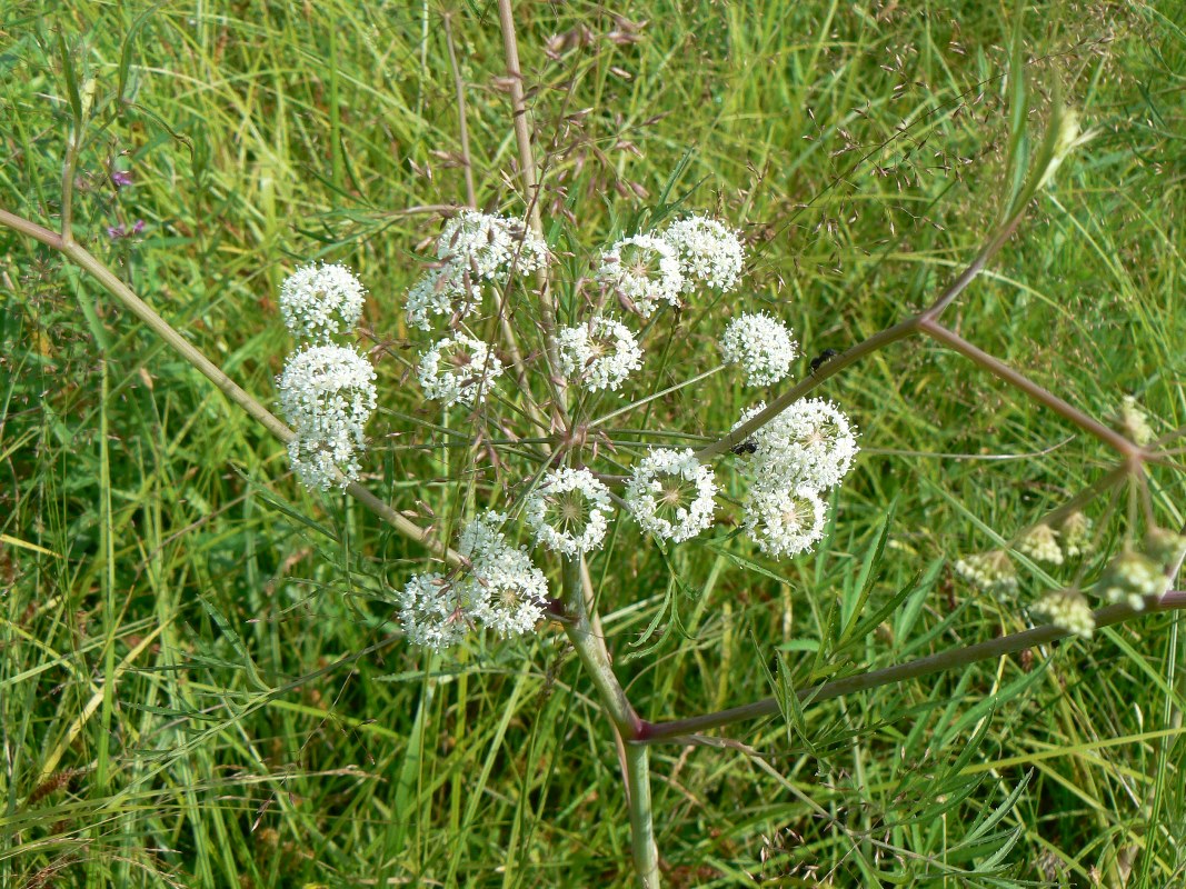 Image of Cicuta virosa specimen.