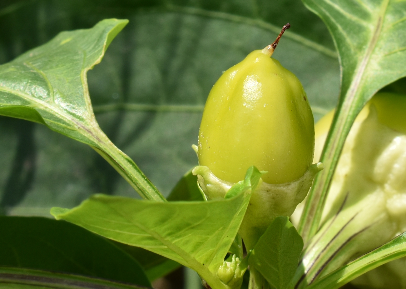 Изображение особи Capsicum annuum.