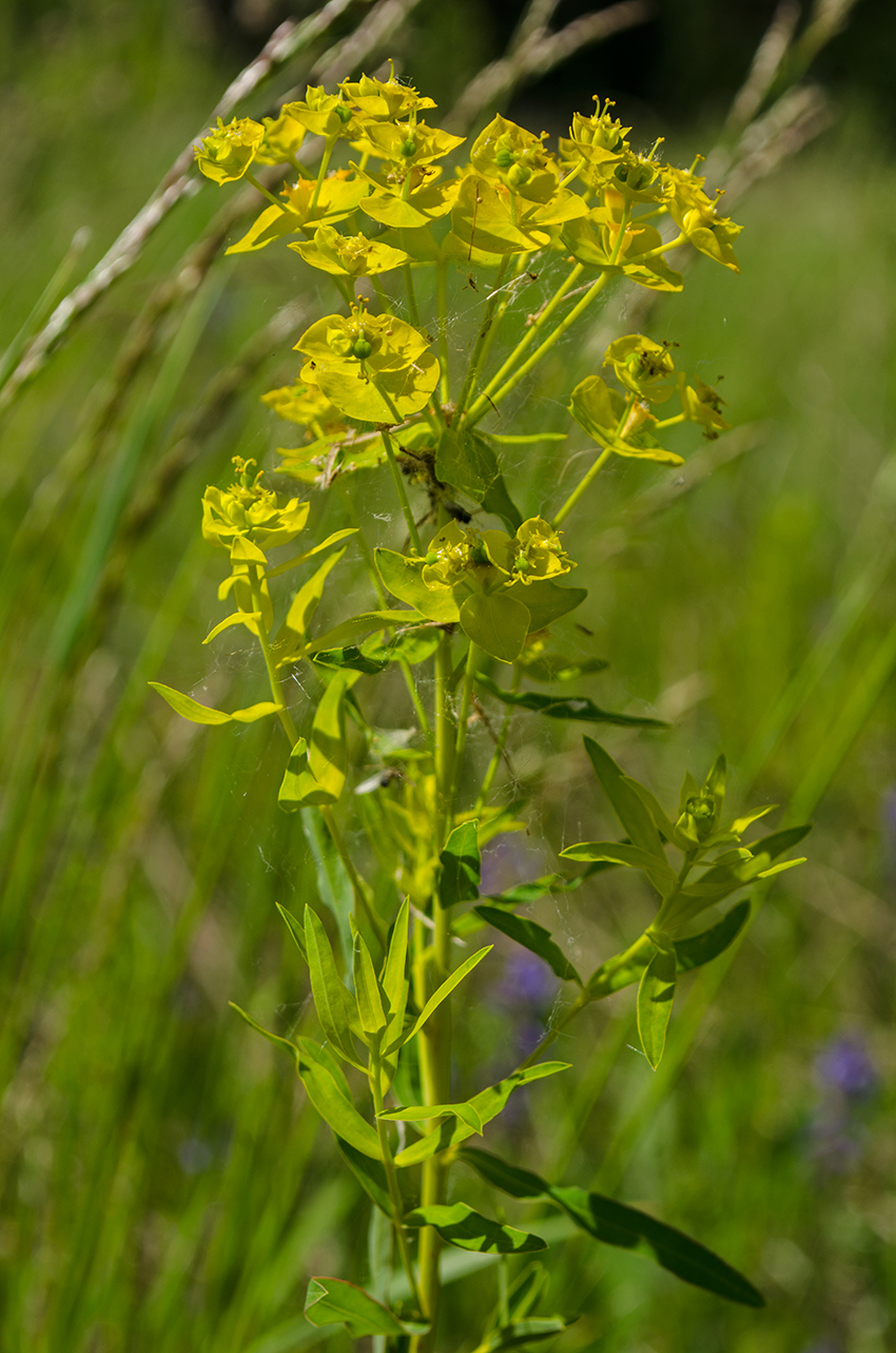 Изображение особи Euphorbia virgata.