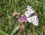 Centaurea scabiosa. Отцветшие и цветущее соцветия с бабочкой Parnassius sp. Республика Алтай, Усть-Коксинский р-н, левый берег р. Катунь, окр. руч. Ядрушка, луг. 31.07.2020.